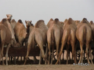 20111230 sabaku 8