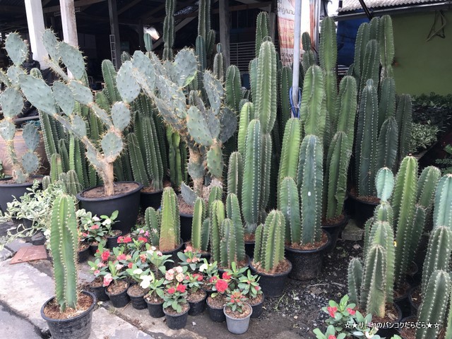 園芸市場 ナコンナヨック Klong 15 Tree Market Rangsit (11)
