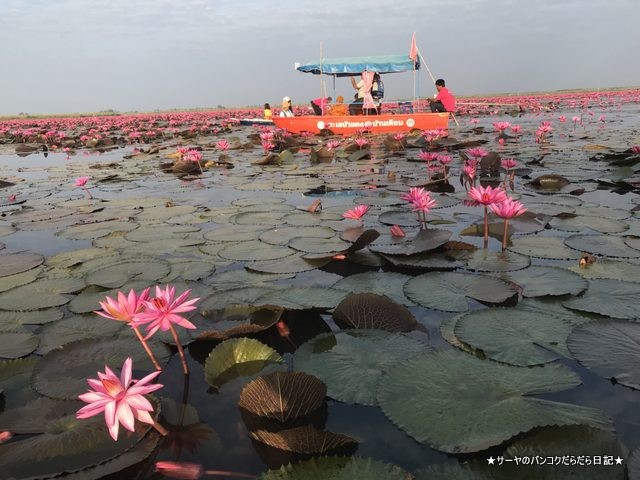 赤い蓮の池 Red Lotus Lake 絶景 2019 オススメ (16)