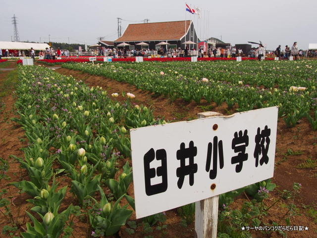 佐倉 チューリップ Sakura Tulip Festa