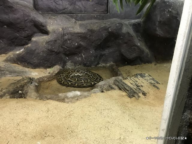 Dusit Zoo ドゥシット動物園 タイ カバ 最古 (31)