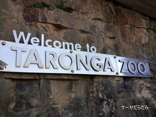TARONGA ZOO 1