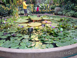 20121119 winter garden 16