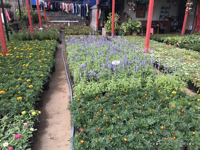 園芸市場 ナコンナヨック Klong 15 Tree Market Rangsit (9)