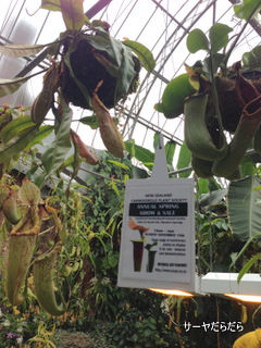 20121119 winter garden 17