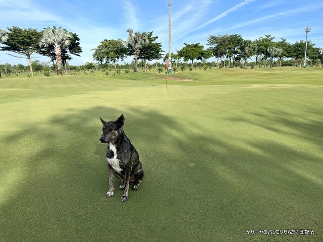 rose garden golf タイ ゴルフ (7)