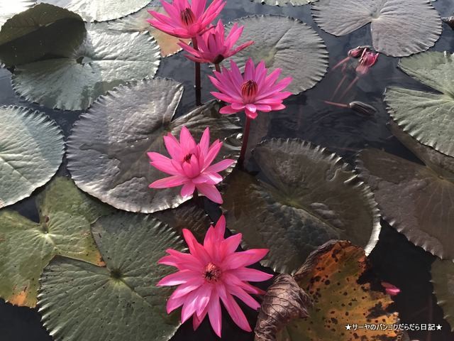 赤い蓮の池 Red Lotus Lake 絶景 2019 オススメ (17)