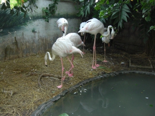 20090914 PATA ZOO 11