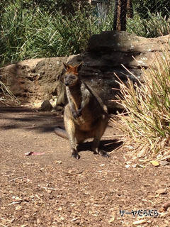 TARONGA ZOO 8