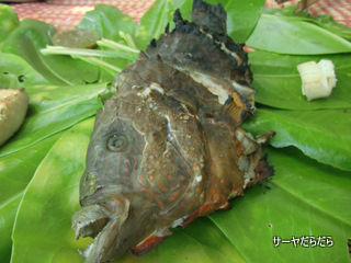 20120403 tour fish 6