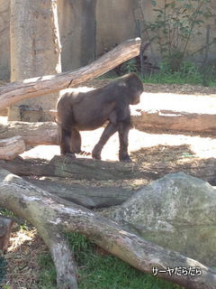TARONGA ZOO 14