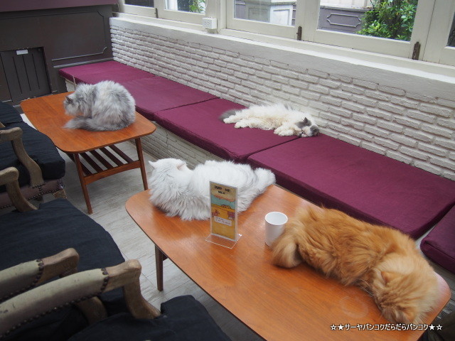 Purr Cat Cafe Club ǭեХ󥳥