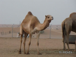 20111230 sabaku 10