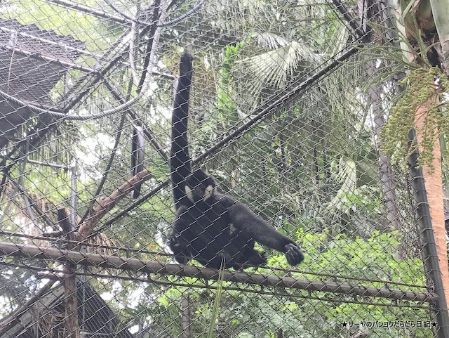 Dusit Zoo ドゥシット動物園 タイ カバ 最古 (17)