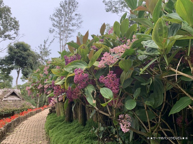 メーファールアン植物園 Mae-Fah-Luang-Arboretum (14)