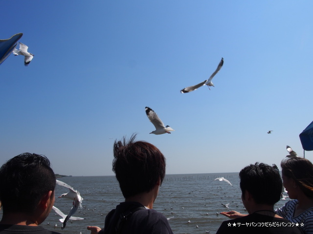 バンコク カモメ サムットプラカーン サーヤ 海