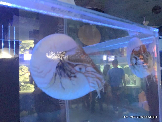 Aquarium The Institute of Marine Science Burapha University (19)