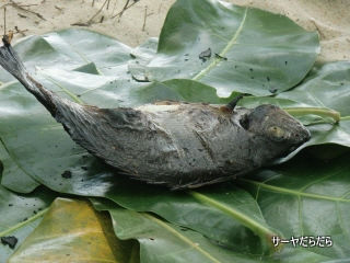 20120403 tour fish 8