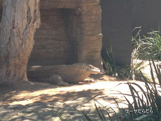 TARONGA ZOO 10