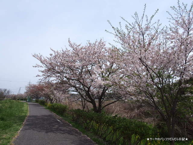 佐倉 チューリップ Sakura Tulip Festa