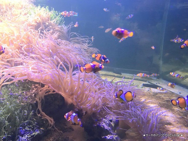 Aquarium The Institute of Marine Science Burapha University (13)