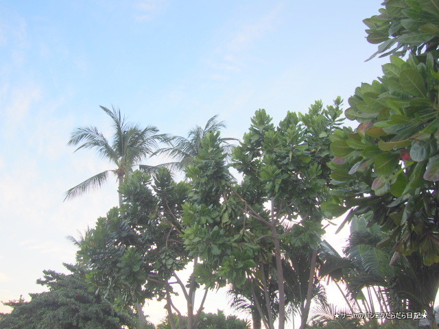¥µ¥à¥¤ ¥Ü¡¼¥È ¥é¥°¡¼¥ó samui boat lagoon hotel resort