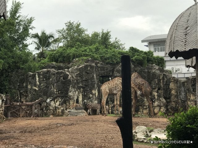 Dusit Zoo ドゥシット動物園 タイ カバ 最古 (27)
