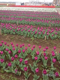 20120415 tulip 4