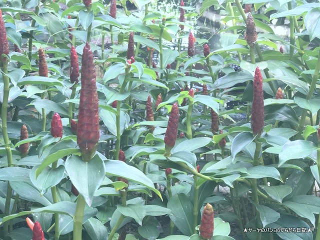 ウォラブラ Wora Bura Hua Hin Resort ホアヒン (15)