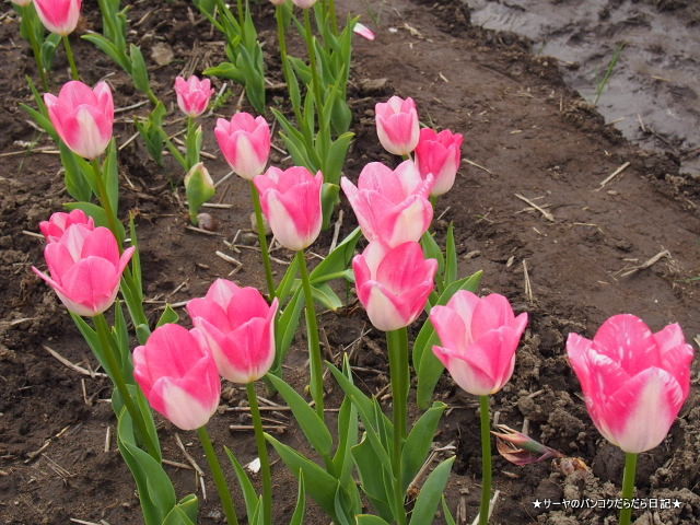 佐倉 チューリップ Sakura Tulip Festa