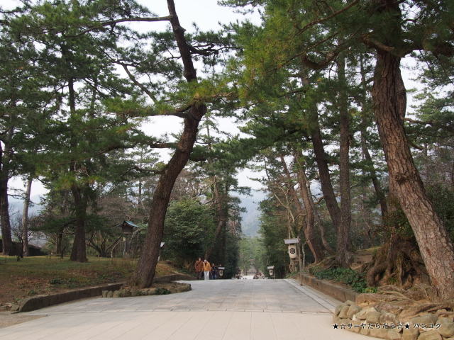 ½Ð±ÀÂç¼Ò¡¡Å纬¡¡¥µ¡¼¥ä¡¡IZUMO TAISYA¡¡¡¡JAPAN