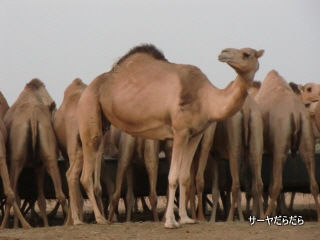 20111230 sabaku 9