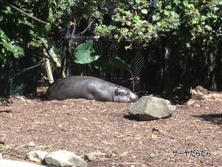 TARONGA ZOO 12