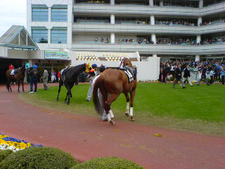 お尻好きですよ 馬限定 フラワーｃ編 クロミちゃんの競馬日記