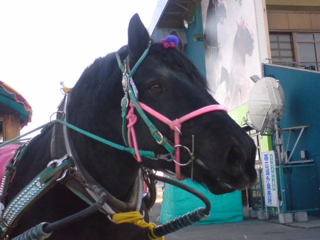 ばんえい十勝さ行ってきたんだべ その1 クロミちゃんの競馬日記