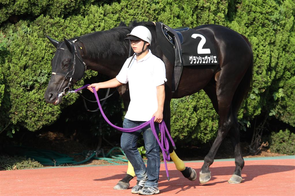 グランシュヴァリエ 12 06 10 第5回 西日本グランプリ 福山競馬場 クロミちゃんの競馬日記