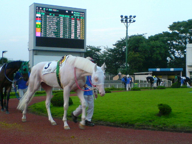ホワイトペガサス クロミちゃんの競馬日記 ホワイトペガサス クロミちゃんの競馬日記