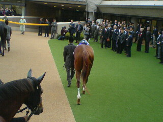 お尻好きで何が悪い 馬限定 クロミちゃんの競馬日記 お尻好きで何が悪い 馬限定 クロミちゃんの競馬日記