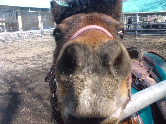 ばんえい十勝さ行ってきたんだべ その1 クロミちゃんの競馬日記