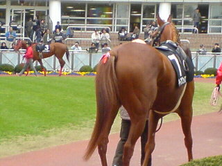 お尻好きですよ 馬限定 フラワーｃ編 クロミちゃんの競馬日記