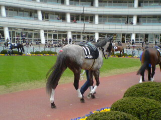 お尻好きですよ 馬限定 フラワーｃ編 クロミちゃんの競馬日記