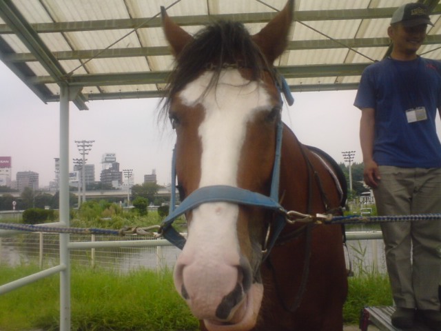 クライズデール クロミちゃんの競馬日記