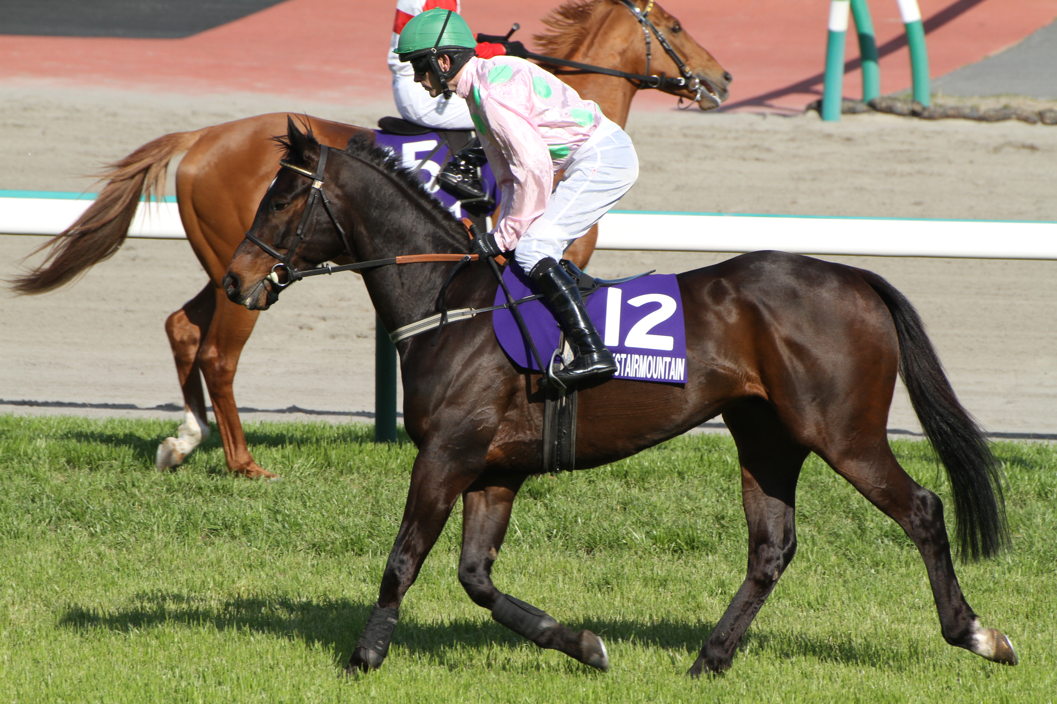 Blackstairmountain（13/04/13・The 15th Nakayama Grand Jump
