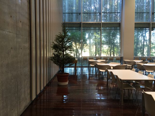 クリスマスツリー設置 早稲田大学社会医学研究室