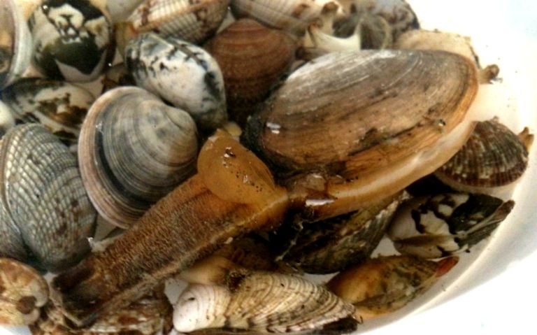 潮干狩りで高級本ミル貝 天然食材探しへ近くに気軽に出かけよう 潮干狩りで高級本ミル貝 天然食材探しへ近くに気軽に出かけよう