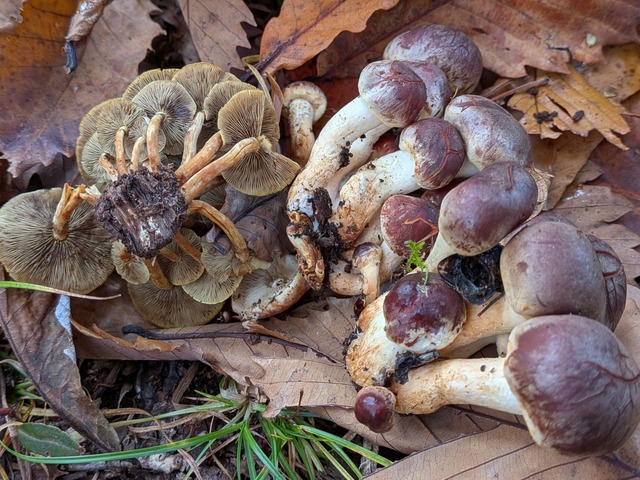 PXL_20251105_052448276