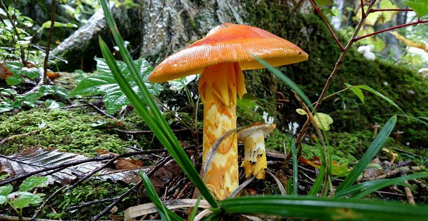 水上で見つけた赤キノコ 天然食材探しへ近くに気軽に出かけよう