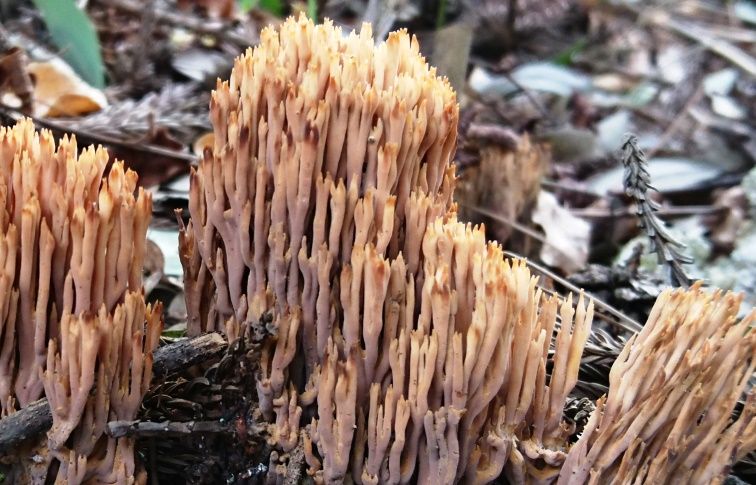ホウキタケの仲間は難し 天然食材探しへ近くに気軽に出かけよう ホウキタケの仲間は難し 天然食材探しへ近くに気軽に出かけよう