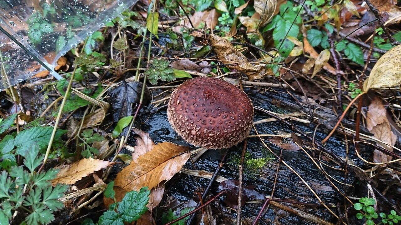天然食材探しへ近くに気軽に出かけよう 天然きのこ探し