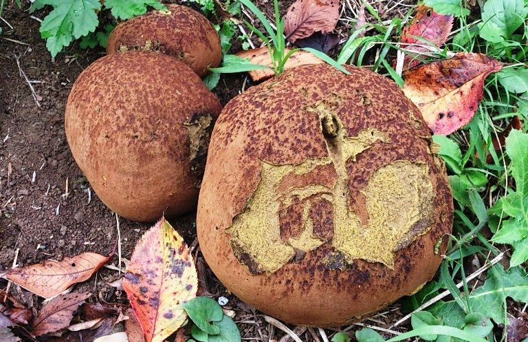 紹介済キノコなれの果て 天然食材探しへ近くに気軽に出かけよう